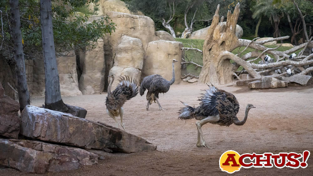 Bioparc Valencia recibe una llamativa nueva especie de avestruz en peligro crítico de extinción
