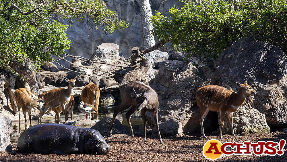 Los Bioparc destacan la existencia de dos especies de hipopótamo en la celebración de su Día Mundial