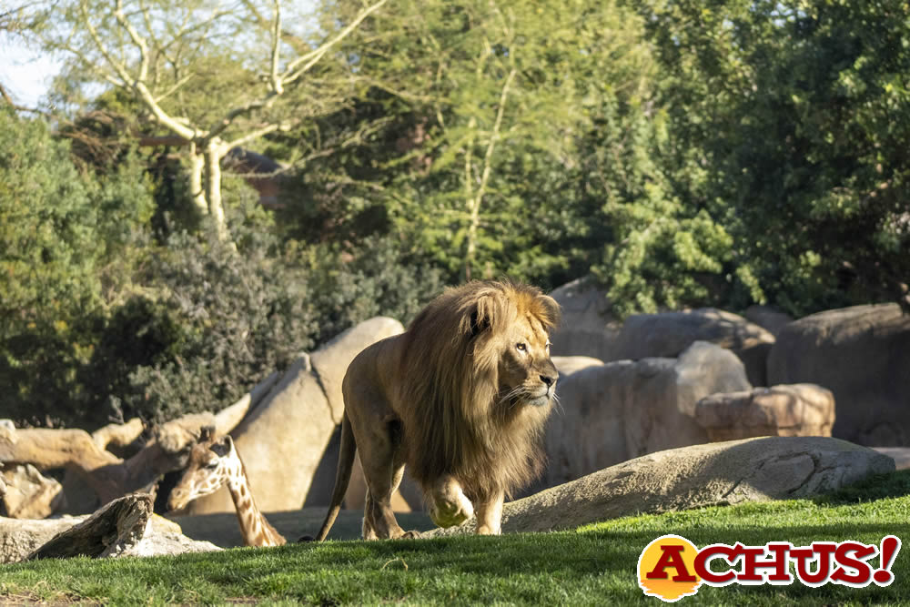 Bioparc Valencia celebrará este fin de semana su 16º Aniversario
