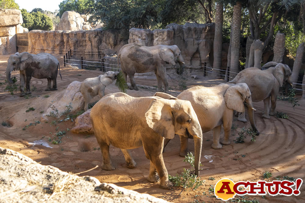 Bioparc Valencia: gestación de una de las elefantas