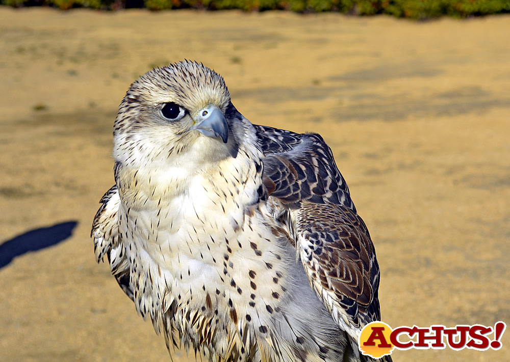 Terra Natura Benidorm amplía su demostración de aves rapaces con la llegada de tres nuevos ejemplares