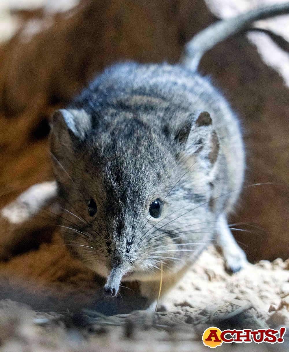 Bioparc Valencia alberga el único individuo de España de la rara musaraña elefante