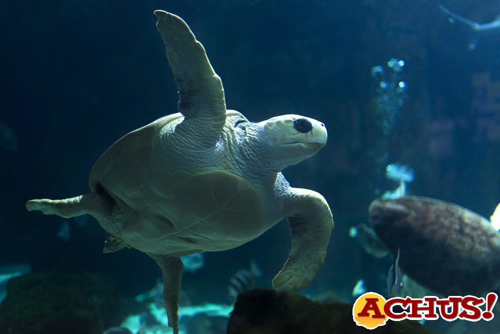 Bioparc Acuario de Gijón anfitrión del Congreso Anual de la Asociación Ibérica de Zoos y Acuarios (AIZA) con más de 160 participantes.