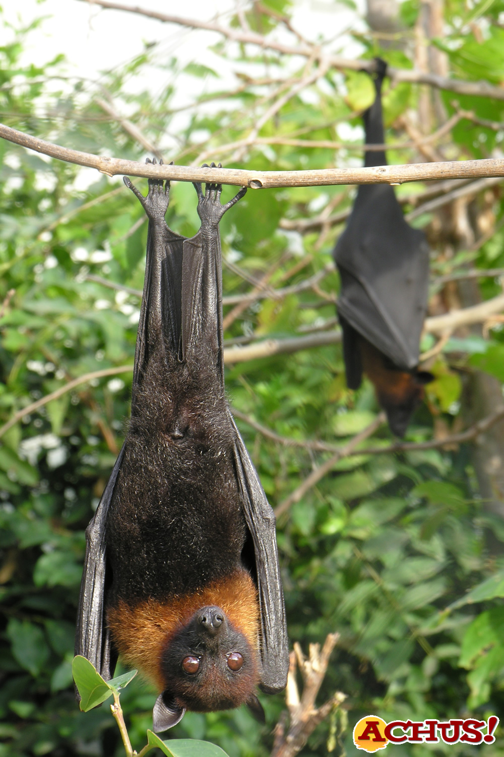 El equipo veterinario de Terra Natura Benidorm atiende con éxito a hembra de zorro volador en avanzado estado de gestación