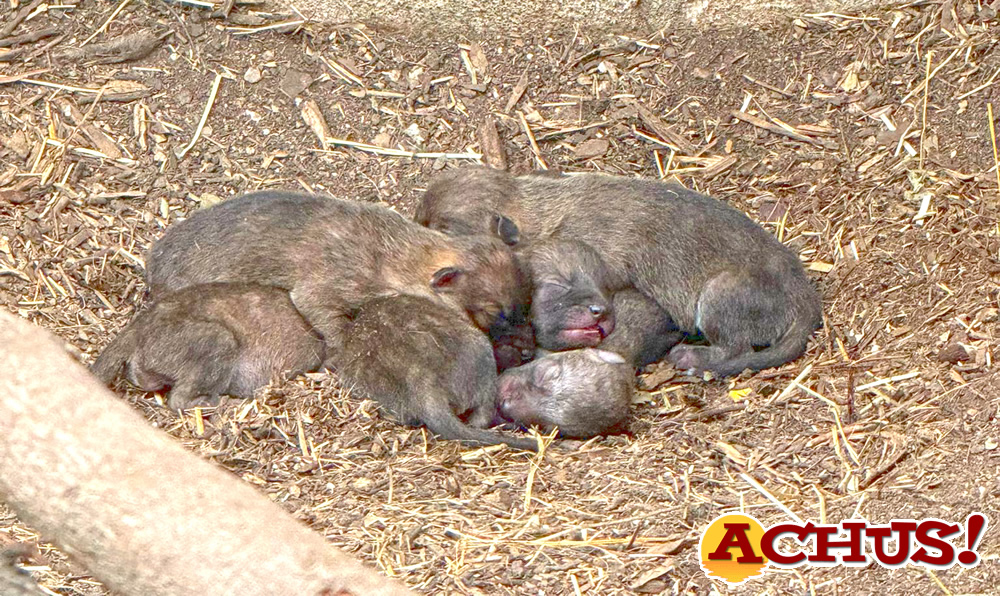 La primavera se abre paso en Terra Natura Benidorm con el nacimiento de seis crías de dhole en peligro de extinción