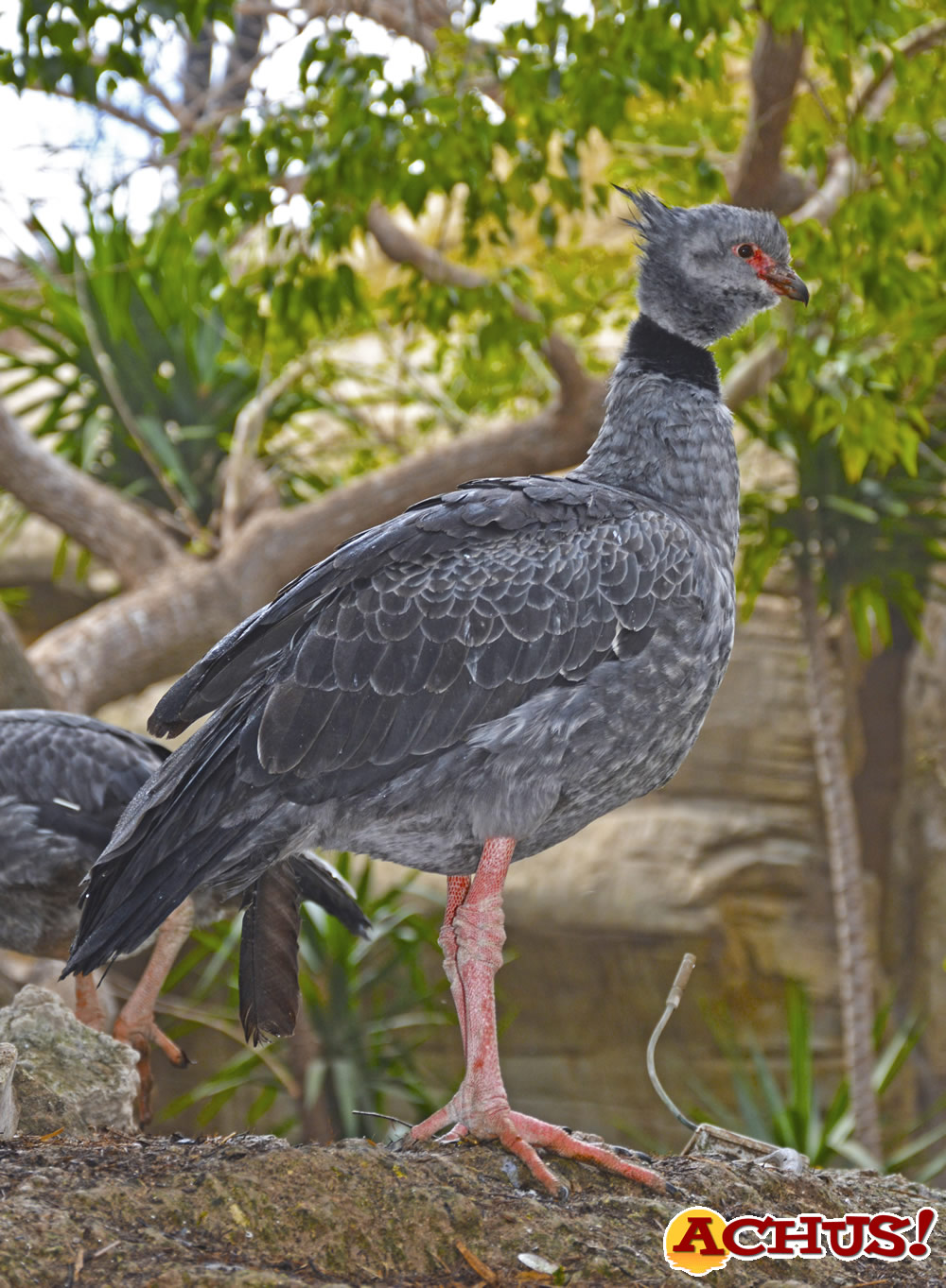 Terra Natura Benidorm recibe un chajá procedente de Francia para enriquecer la biodiversidad de su aviario.