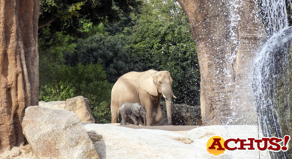 Día Internacional de la Tierra: Los Bioparc apelan a nuestra condición de naturaleza para motivar hacia la conservación de nuestro planeta.