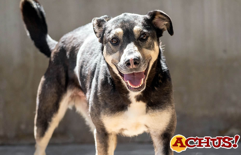 Mucha esperanza y todo preparado para el 24º Desfile de perros de A.U.P.A. y Fundación Bioparc