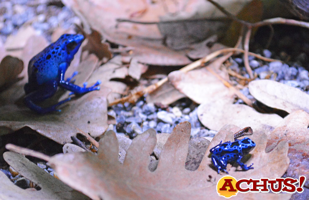 Nacen dos ranas venenosas de flecha azul que se encuentran en peligro de extinción en Terra Natura Benidorm