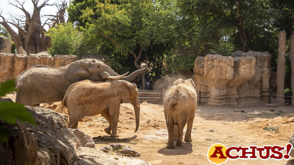 El macho de elefante de Bioparc Valencia comienza a relacionarse con las hembras de la manada