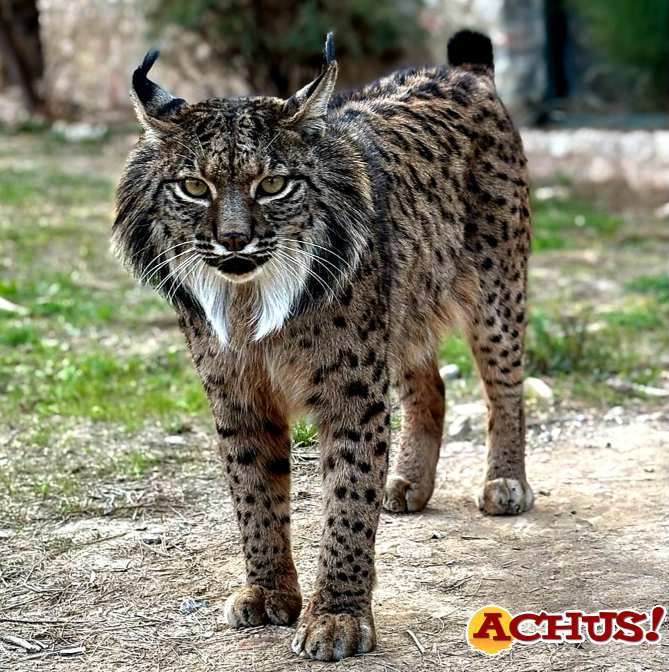 Brisa, uno de los primeros linces ibéricos nacidos en cautividad, cumple sus 20 años de vida en Terra Natura Murcia.
