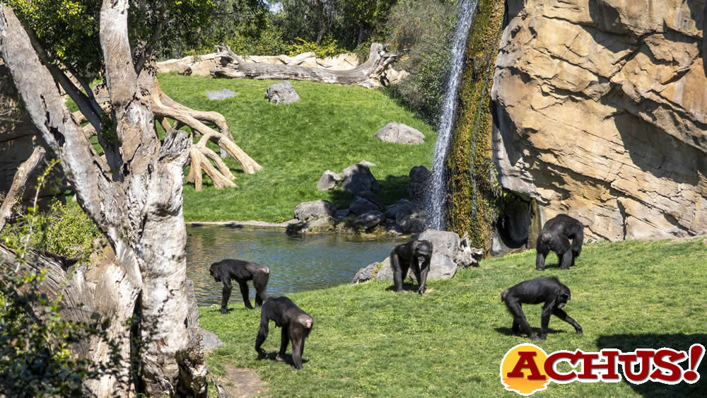 El chimpancé nacido en Bioparc Valencia se llamará Ekon, que significa “fuerza”