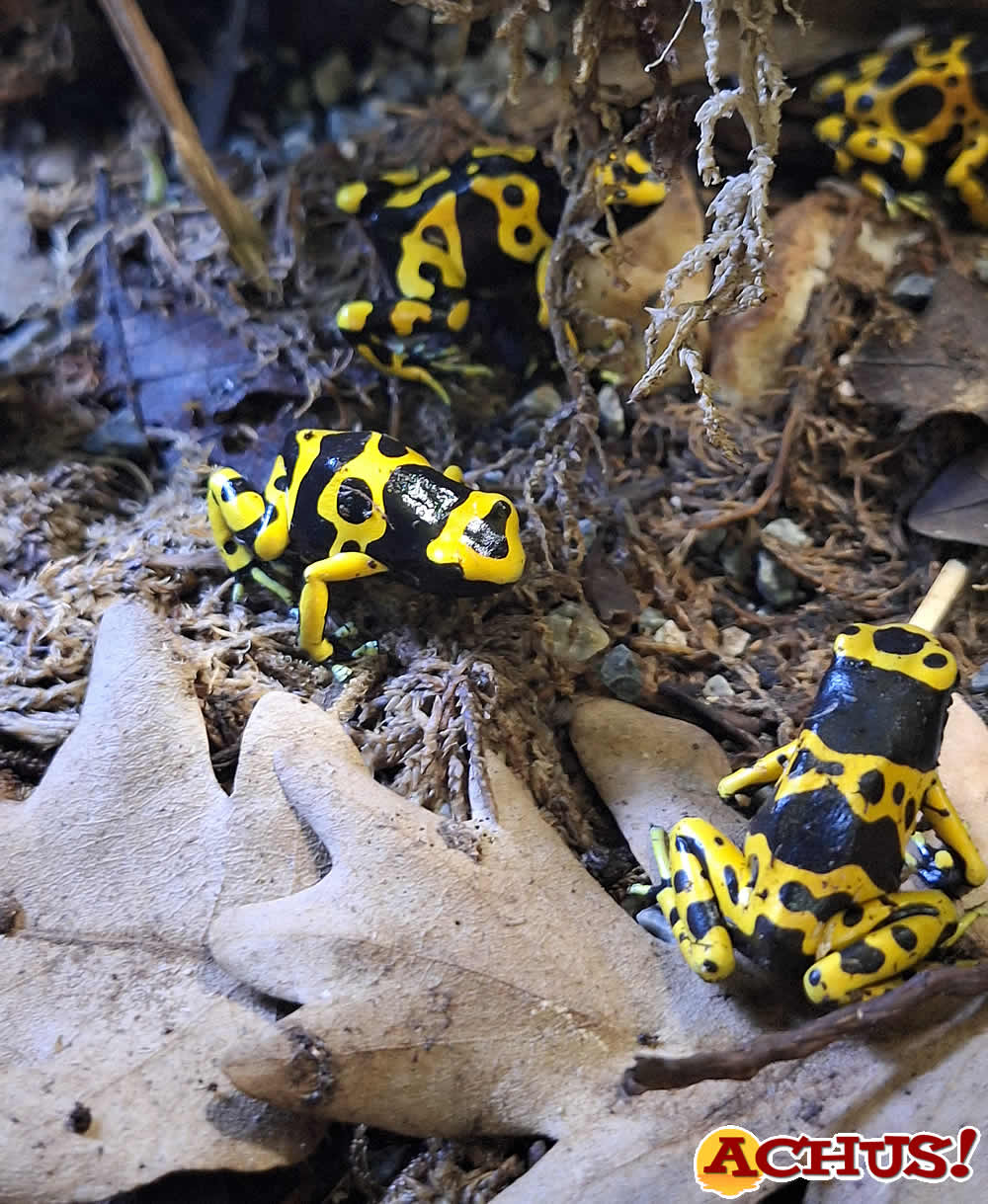 Terra Natura Benidorm culmina su programa educativo de abril por el Día Mundial de los Anfibios.