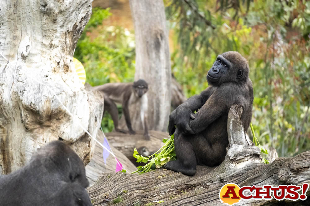 La familia de gorilas de Bioparc Valencia celebra el 6º cumpleaños de Félix con una “fiesta animal”