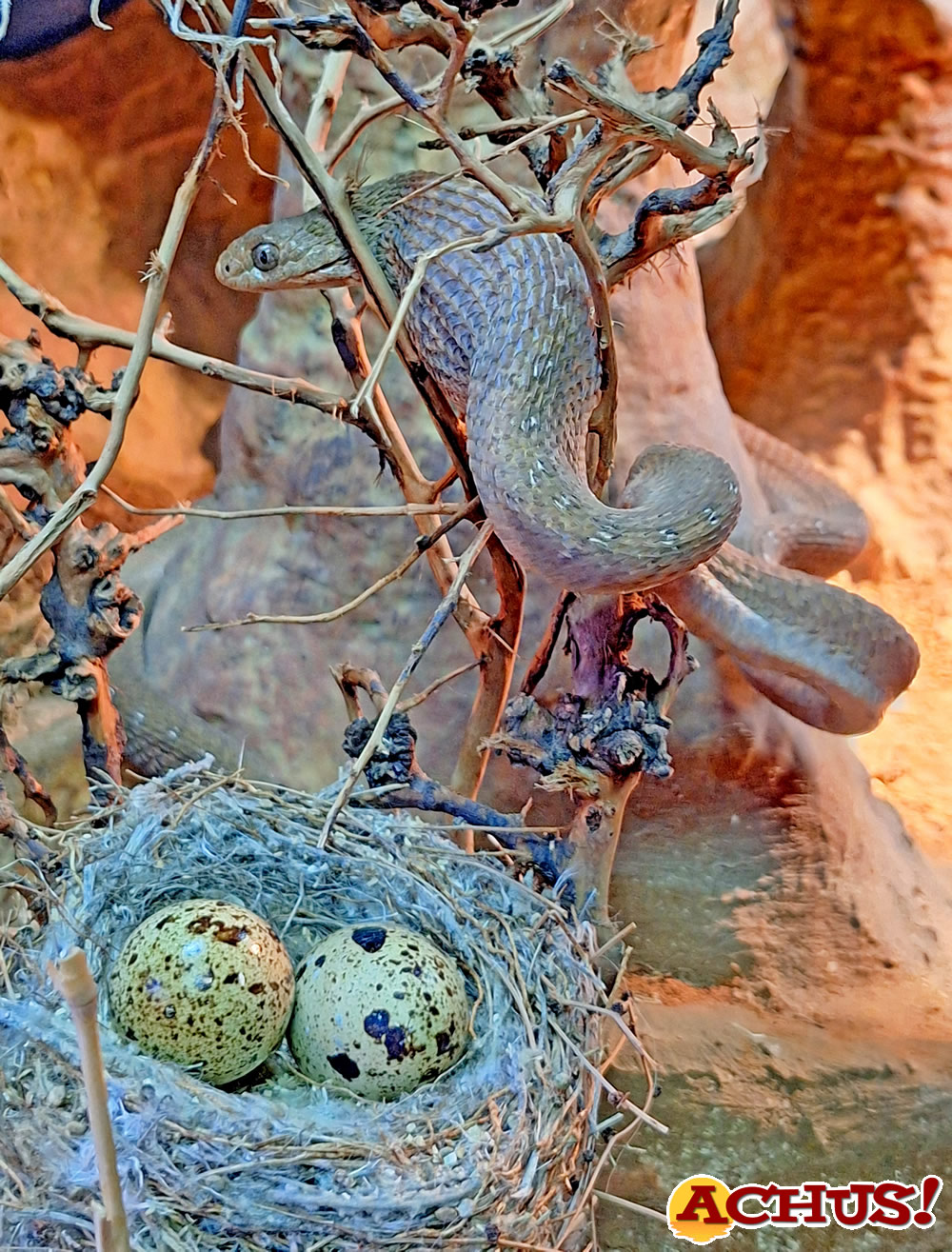 Terra Natura Benidorm recupera a una serpiente comedora de huevos tras ser hallada en el centro urbano de Murcia.