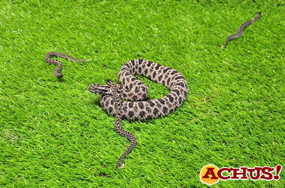 Nacen seis serpientes cascabel pigmea oscura en Terra Natura Benidorm