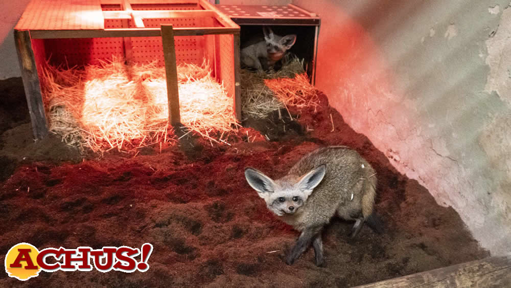 Dos llamativos zorros orejudos llegan a Bioparc Valencia