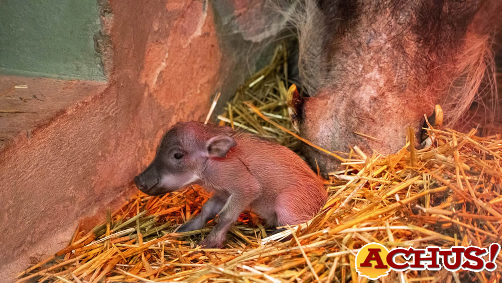 Nacen en Bioparc Valencia dos facóqueros, el conocido “Pumba”.