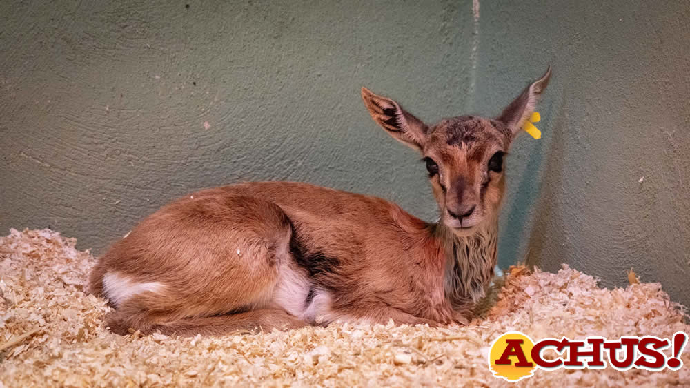 Nacen en Bioparc Valencia tres gacelas de Thomson, el antílope más veloz de África.