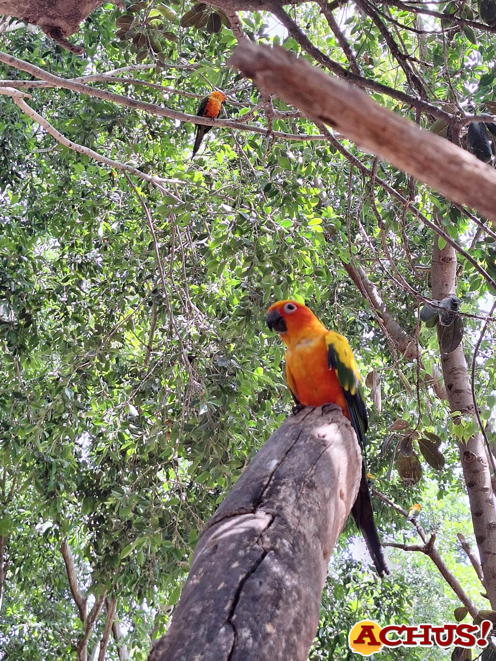 Siete nuevas aratingas del sol se integran con éxito en el aviario de Terra Natura Benidorm 