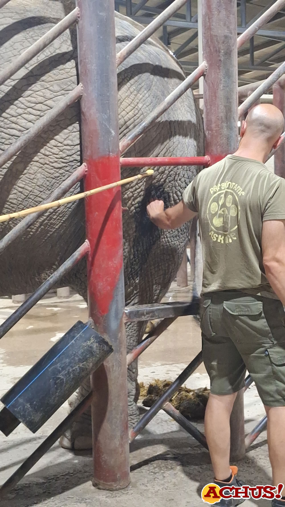 Terra Natura Benidorm implanta técnicas de entrenamiento cooperativo pioneras con sus elefantas