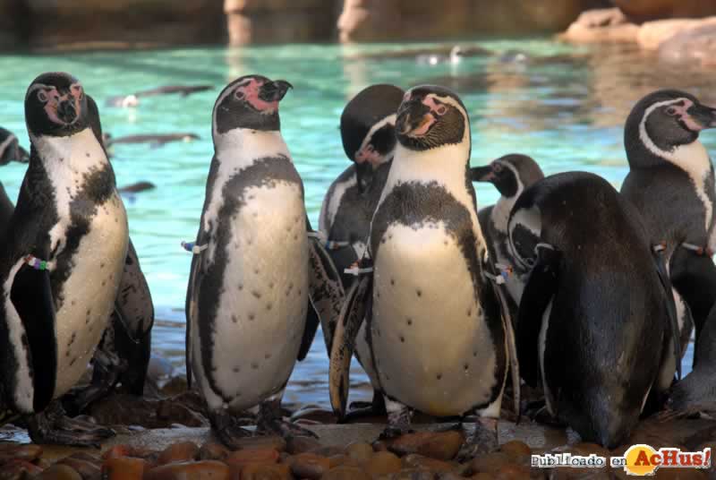 Imagen de SeaWorld San Diego PenguinHumboldt