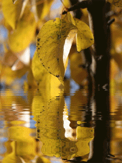 Rios-y-lagos-15.gif