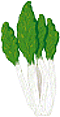 Acelga-01.gif