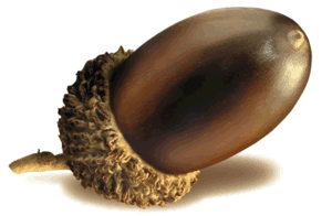 Bellota-03.gif