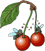 Cereza-06.gif