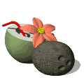 Coco-03.gif