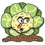 Coliflor-02.gif