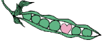 Guisantes-03.gif