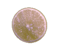 Limon-09.gif