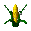 Maiz-07.gif