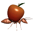 Manzana-71.gif
