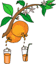Naranja-04.gif