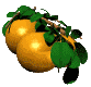 Naranja-05.gif