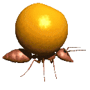 Naranja-08.gif