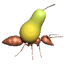 Pera-11.gif