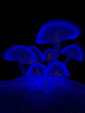 Seta-28.gif