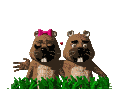 Gif-animado-Animal-enamorado-68.gif