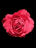Gif-animado-Flor-20.gif