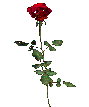 Gif-animado-Flor-25.gif