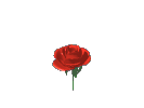Gif-animado-Flor-40.gif