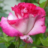 Rosas-14.gif