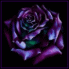 Rosas-15.gif