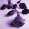 Rosas-16.gif
