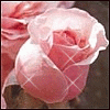 Rosas-19.gif