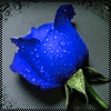 Rosas-25.gif